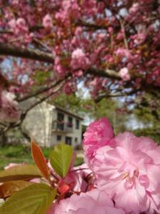 a tree with pink flowers in front of a house at Chez Flo et Marc in Chouzy-sur-Cisse