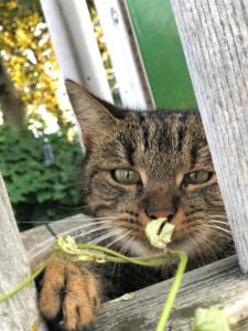 Animal o animals de companyia a Weinrefugium Brolli