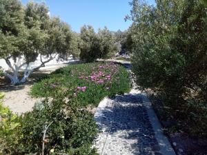 a garden with pink flowers and trees on a sidewalk at Hotel Perissa in Perissa