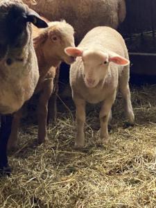 Altri animali domestici presso l'ostello o nei dintorni
