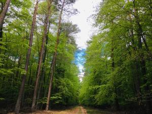 einen Weg durch einen Wald mit hohen Bäumen in der Unterkunft Röblinseeterrassen in Fürstenberg-Havel