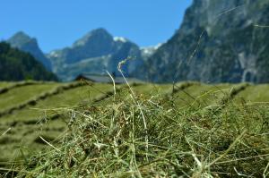 a pile of grass on a hill with mountains in the background at Apartment Tennengebirge in Sankt Martin am Tennengebirge