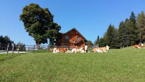 um grupo de vacas deitadas num campo em frente a um celeiro em Ferienhaus Bichlhütte em Pruggern