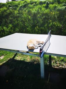 a cat sleeping on a bench in the grass at Apartment Rappitsch in Sankt Marein bei Knittelfeld