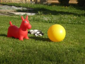 Ospiti di Appartement Zweikofelblick con animali domestici