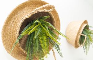 un sombrero de paja con una planta al lado en Picnic Dreams Boutique Hostel, en Málaga