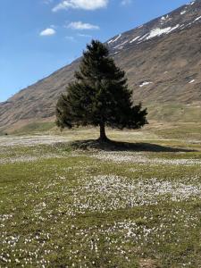 Gallery image of Privatzimmer / bed & breakfast in Andermatt
