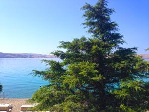 Gallery image of Apartmani Ribarica**** in Karlobag