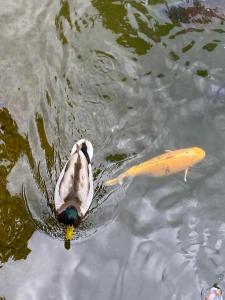 Zvířata v apartmánu nebo okolí