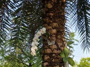 五結鄉的住宿－水連天日式庭院 ，棕榈树的两边是白色的花朵