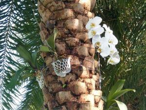 五結鄉的住宿－水連天日式庭院 ，一颗椰子树,上面有白色的花朵