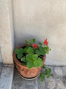 Vonkajšia záhrada v ubytovaní Guest House Libertas