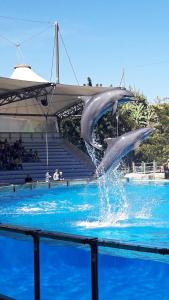 a dolphin jumping out of the water in a pool at Central Family and Executive Apartment in Lisbon