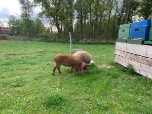 Φωτογραφία από το άλμπουμ του Ferienwohnung Süderfeld σε Brake