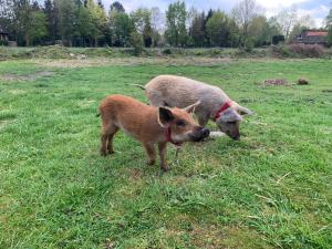 Φωτογραφία από το άλμπουμ του Ferienwohnung Süderfeld σε Brake