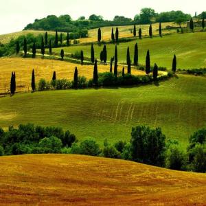 a green field with cypress trees and trees in a field at Appartamento Panoramico in Montepulciano
