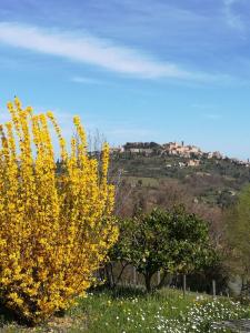 un cespuglio giallo in un campo con una collina sullo sfondo di Appartamento Panoramico a Montepulciano