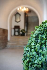 a green hedge in front of a hallway at Domus Valadier B&B Guesthouse in Fiumicino +25 photos