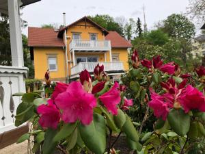 un arbusto de flores rosas delante de una casa en Ferienwohnung Casa Casimir mit Elbblick, Balkon und großen Garten, en Dresden
