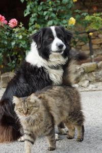 Ein Hund und eine Katze sitzen nebeneinander in der Unterkunft Chambres d´Hôtes Prieuré d'Orniols in Goudargues