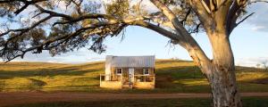 een klein huis in een veld naast een boom bij Holowiliena Station & The Outback Blacksmith in Flinders Ranges