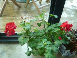 a plant with red flowers in a pot at Guesthouse in Picture in Jeonju