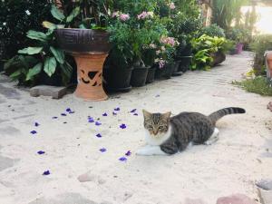 Fotografie z fotogalerie ubytování Dee Dee Sea Front v destinaci Phi Phi Don