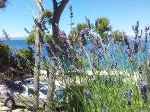 a car parked in a parking lot with purple flowers at Apartments Villa La Riva - Seafront accommodation in Sutivan