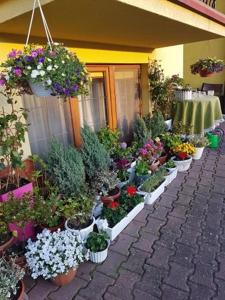 a bunch of potted plants on the side of a building at Willa Tusia in Międzyzdroje