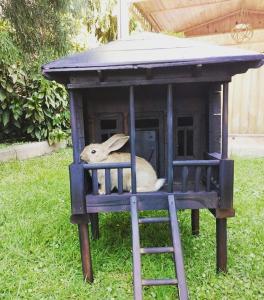 a rabbit sitting inside of a bird house at Vacation Home Nukri in Gonio