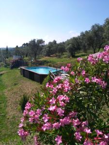 una piscina en un campo con flores rosas en Casale Camaiore, en Capannori