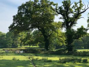 eine Gruppe von Pferden, die auf einem Feld unter einem Baum grasen in der Unterkunft Bittles Cottage in Dorchester + 19 Fotos