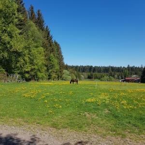 a horse grazing in a field of flowers at Landgasthof Ritter in Villingen-Schwenningen