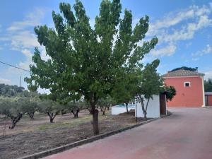 ein Baum an der Seite einer Straße neben einem Gebäude in der Unterkunft Casita Roja. Alójate en la Sierra de Mariola. in Banyeres de Mariola