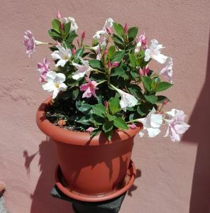 un vaso di fiori con fiori rosa e bianchi di Casa Ofelia a Levanto