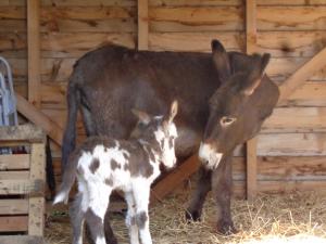 a mother donkey standing next to a baby cow at Gîte du Stemlisberg in Breitenbach-Haut-Rhin