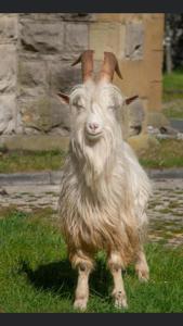 a goat with long horns is standing in the grass at Oak Alyn Hotel in Llandudno