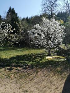 Un árbol con flores blancas en un patio en La Posada, en Ambierle