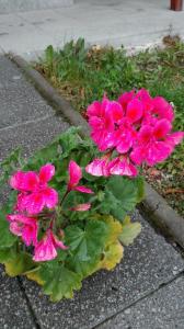 a group of pink flowers sitting on the sidewalk at Kalmia Studio in Sinaia