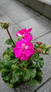 a pink flower sitting on the side of a sidewalk at Kalmia Studio in Sinaia