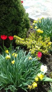 a garden of flowers with red and yellow tulips at Privatna Sadiba Chalet in Oryavchyk