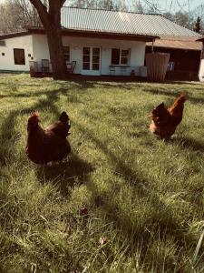 Zvířata v ubytování v soukromí nebo okolí