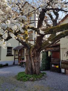 a tree with white flowers in front of a building at Ferienwohnung Zum-alten-Kirschbaum in Limburg an der Lahn
