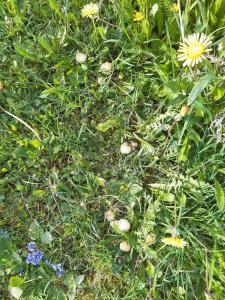 un prato di erba con alcuni fiori e erbacce di Hostal La Placeta a Camprodon