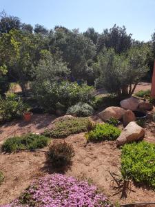 einen Garten mit lila Blumen, Felsen und Bäumen in der Unterkunft Mini-villas Célia à BONIFACIO in Bonifacio