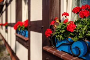 a bunch of red flowers in a blue pot on a window at Chata Rybacka Saule in Ustka