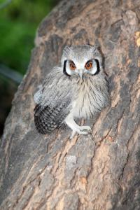 an owl sitting on the side of a tree at Mandinka Lodge in Kololi