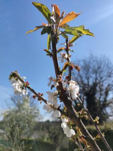 een boom met witte bloemen en een vlinder erop bij Casa Dos Nenos in Pacios