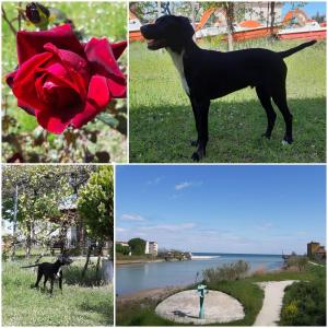Fotografie z fotogalerie ubytování Hotel Del Vecchio v Rimini