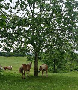 two horses standing next to a tree in a field at Monte Termine Country House in Rioveggio
